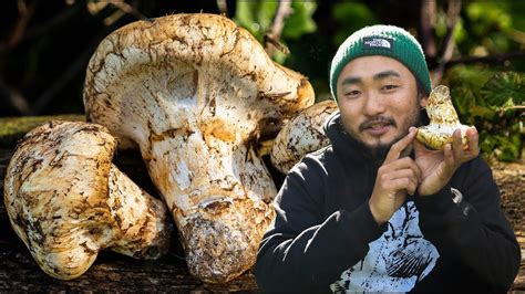 Foraging The King Of Mushrooms Delicious Forage And Cook Matsutake