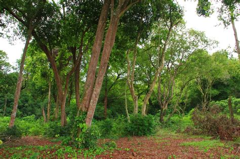 Padang pasir adalah salah satu tempat di muka bumi yang memiliki suhu yang tinggi di siang hari. 一个人的下午茶…..….旅游,美食, 摄影: 摄影 Hutan Lipur Pasir Panjang ...
