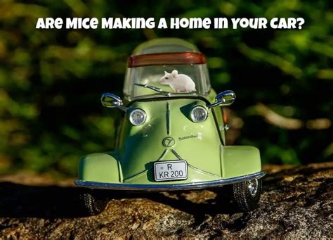 How To Keep Mice And Other Rodents Out Of Cars And Rvs