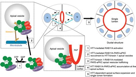 Model For Htt Mediated Regulation Of Apical Polarity During Epithelial