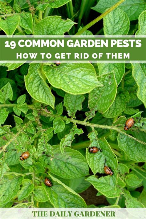 19 Common Garden Pests How To Get Rid Of Them