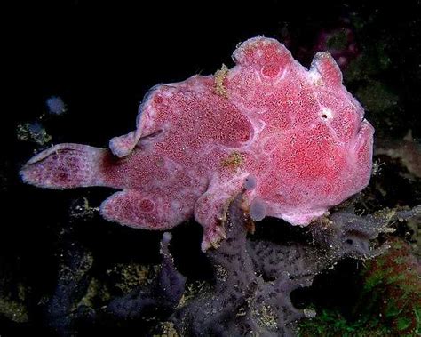 Ocellated Frogfish Wikiwand