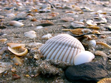 Sea Shells Myrtle Beach Sc Andrewevans Flickr