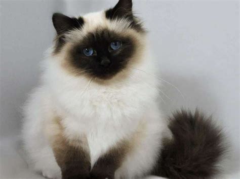 Long Haired Siamese Kitten For Sale