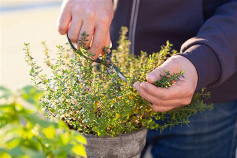 How To Grow Thyme Indoors A Quick And Easy Guide 2023