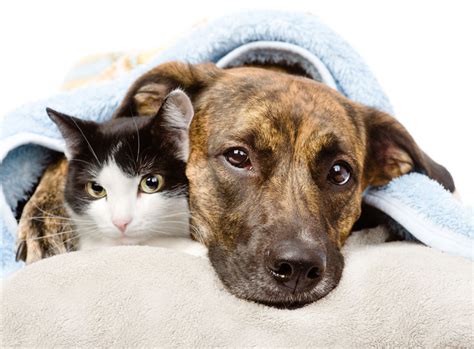 2the cost will depend on the accommodations and your. Dog & Cat Boarding | Cheltenham Animal Shelter