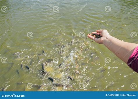 Woman Feeding For Fishes In The River Feeding Of Tilapia Stock Photo