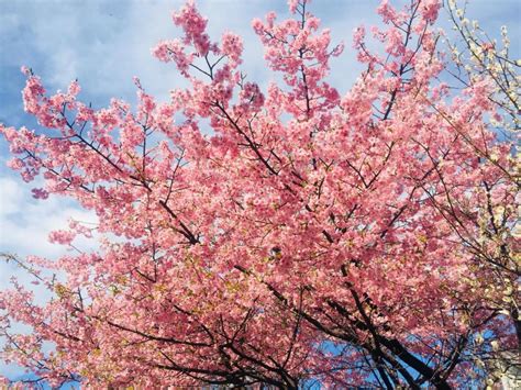 Red Cherry Blossom Tree Wallpaper