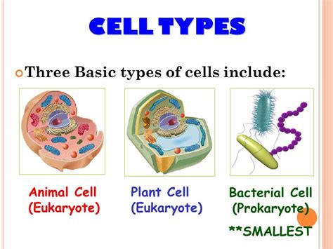 What Are 3 Types Of Animal Cells Slideshare