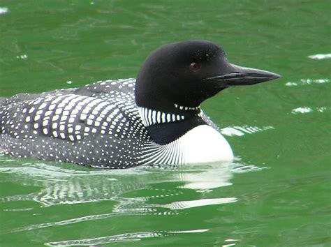 Common Loon | Coniferous Forest