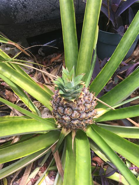 There Are Many Like It But This Pineapple Is Mine Gardening