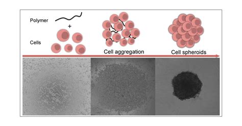 Rapid Formation Of Cell Aggregates And Spheroids Induced By A Smart