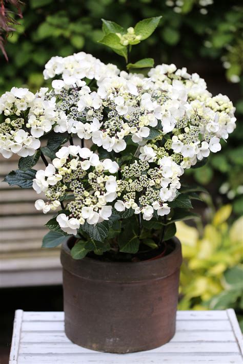And, its flowers are truly prolific, with huge petals in a blanket that covers the entire shrub. Hydrangea macrophylla exclusiv Black Steel | BCM ...