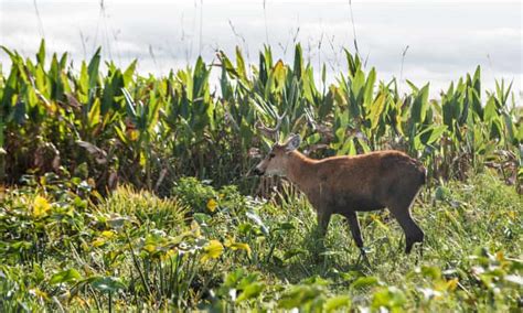 Call Of The Wild Eco Adventures In Argentinas Iberá Wetlands