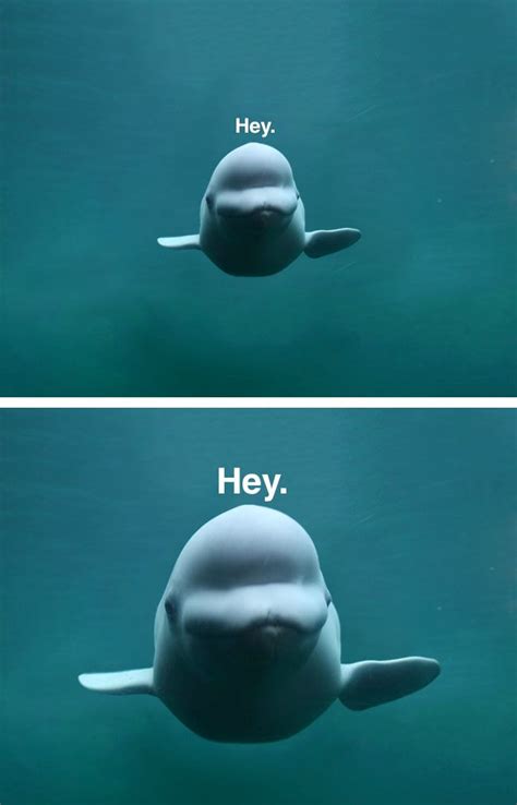 Beluga Whale Meme Captions Save