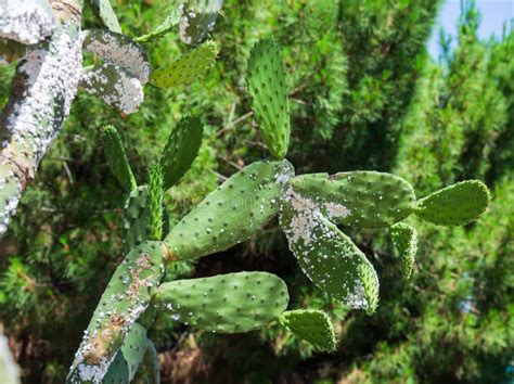 Mealybug Pest On Cactus Stock Image Image Of Damaged 224237013
