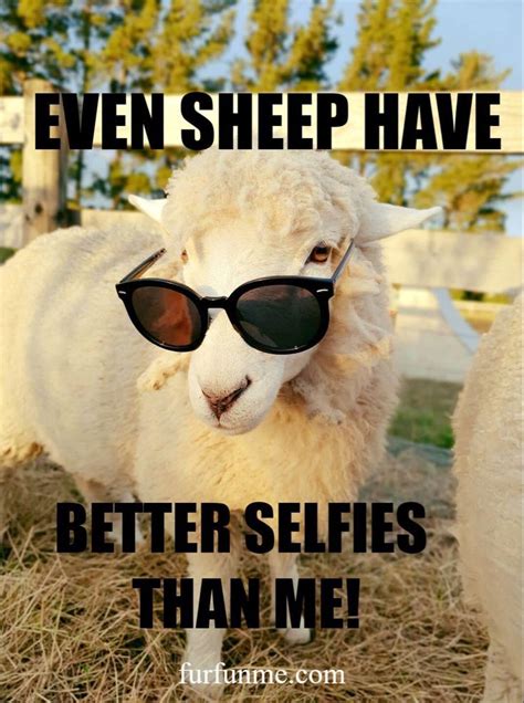 Funny Sheep Funny Sheep Better Selfies Sheep Meme