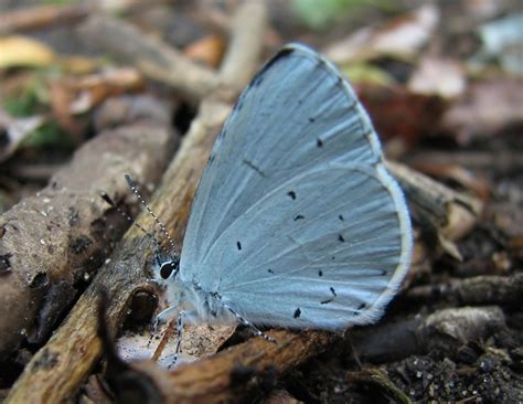 Pin By Dark Wilds On Mala Designs Butterfly Blue Butterfly Blue