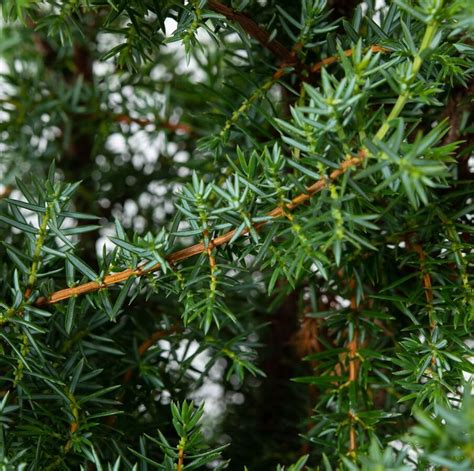 Juniperus Communis Meyer Parastais Kadiķis Kadiķi Dekoratīvo