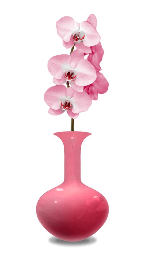 꽃병 난초 핑크 꽃 Pixabay의 무료 이미지