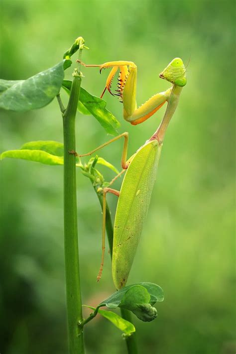 gw model juga by maulanapri | 500px | Weird insects, Praying mantis, Bugs and insects