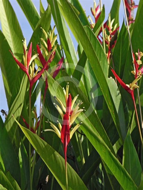 We are experience and expert in. Heliconia psittacorum Lady Di | Parrot's Beak, Parakeet ...