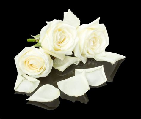 White Roses Isolated On The White Background Stock Photo Image Of