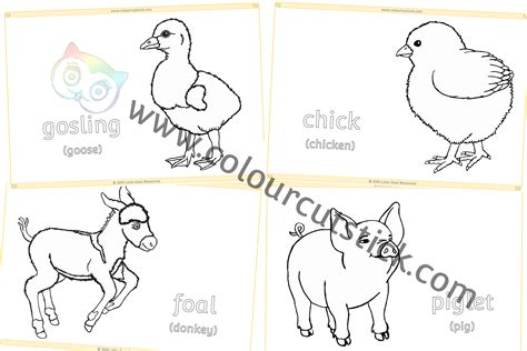 farm animals young colouringcoloring pack  children kids toddlers preschoolers