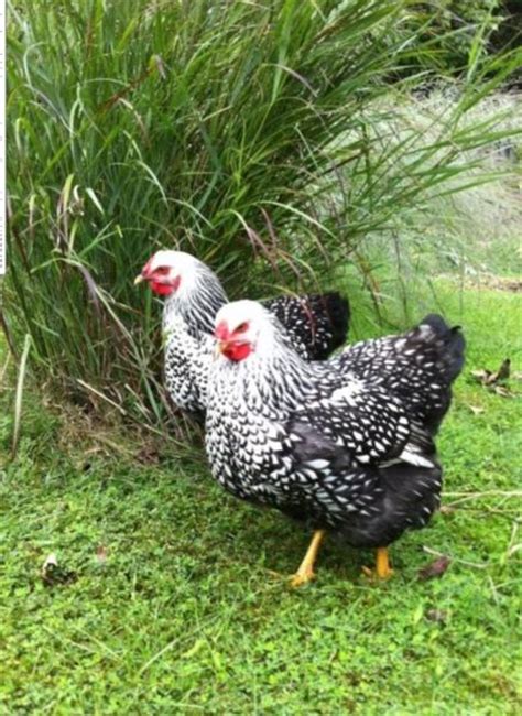 Silver Laced Wyandottes My Chickens Pinterest