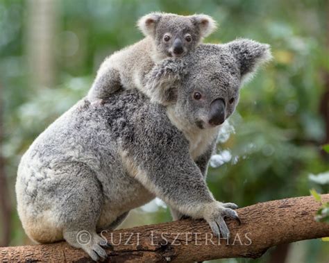 Baby Koala And Mom Photo Koala Bear Safari Baby Nursery