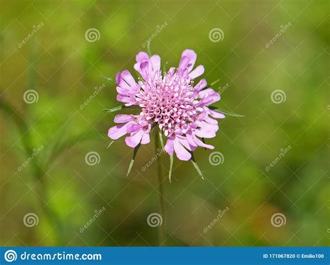 Pink Flower Of Scabiosa Lucida Known As Glossy Scabious Stock Photo