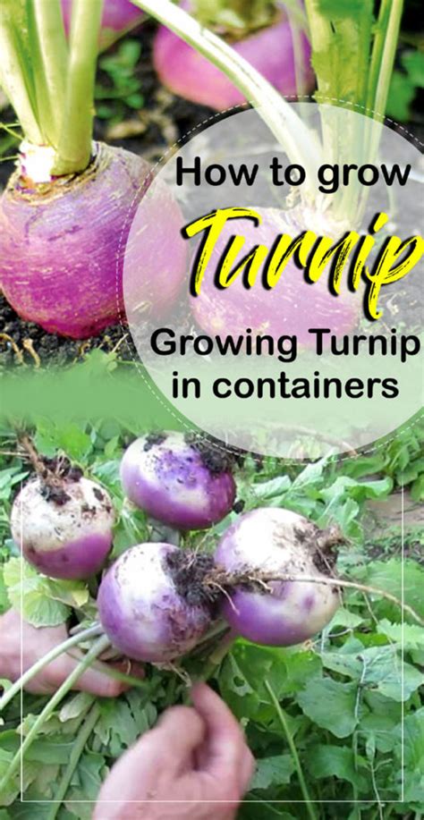 How To Grow Turnip Growing Turnips In Containers Turnips Care Naturebring