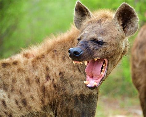 Spotted Hyena Wild Dogs Angry Animals African Animals