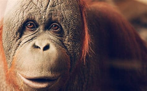 Animals Apes Orangutans Wallpapers Hd Desktop And