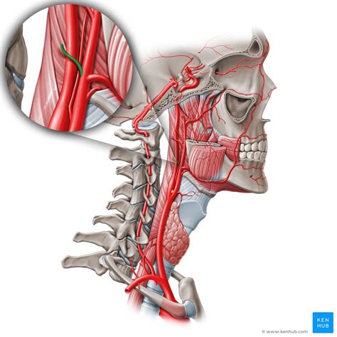 Occipital Artery Anatomy Branches Supply Kenhub