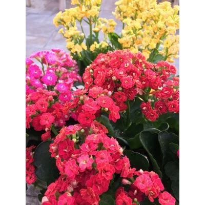 One of texoma's longest standing pest control companies. Kalanchoes | Shoal Creek Nursery LLC | Austin, TX