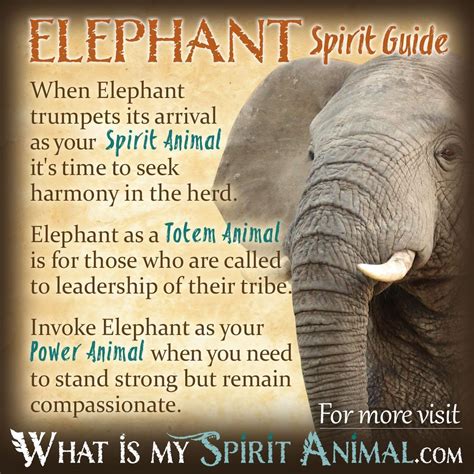 Elephant Symbolism And Meaning Spirit Totem And Power Animal