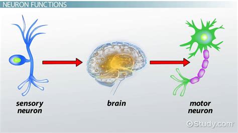 Neurotransmitter Function Types And Examples Lesson