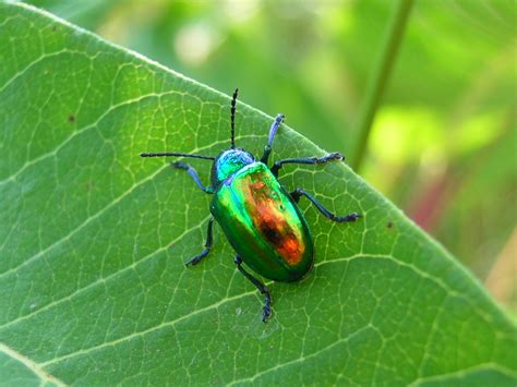 Shiny Rainbow Bug Dogbane Beetle Iridescent Beetle Found Flickr