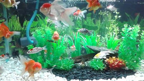 Keren Abis 23+ Gambar Ikan Mas Dalam Aquarium