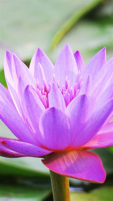 Download 720x1280 Wallpaper Water Lily Bloom Pink Beautiful Flora