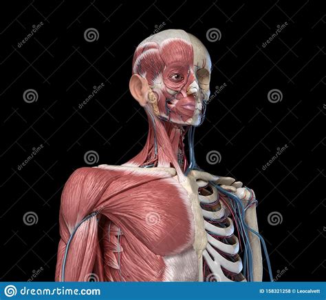 Human Torso Skeleton With Muscles Veins And Arteries Front