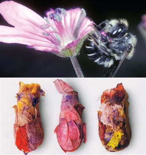 🔥 Osmia Avosetta Are Solitary Bees That Build Their Nests With Flower