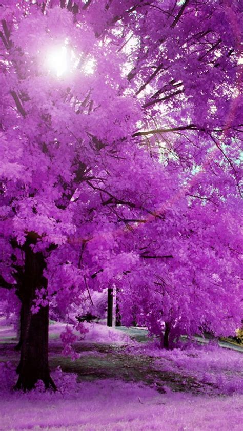 Pink Tree Color Nature Pink Tree Hd Phone Wallpaper Peakpx