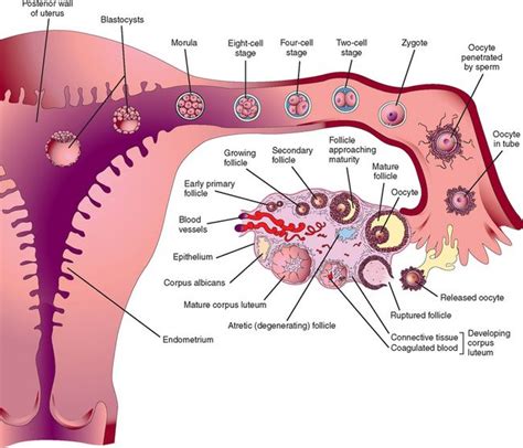 Early Pregnancy Diagram Photos