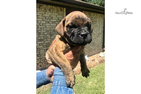Lexi Blue Bullmastiff Puppy For Sale Near Houston Texas De817c48 4db1