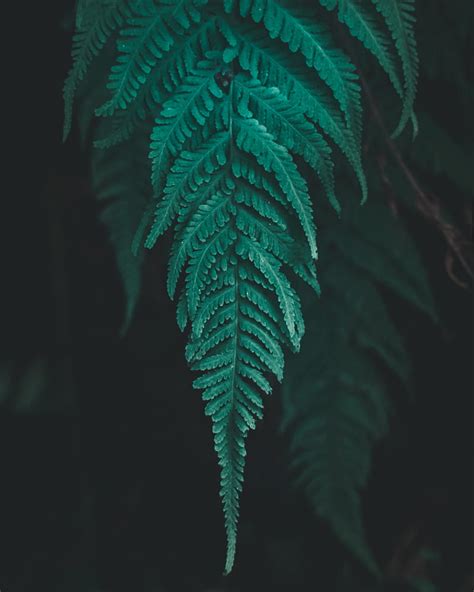 Leaf Fern Plant Macro Green Hd Phone Wallpaper Peakpx