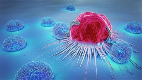 6 Differences Between Cancer Cells And Normal Cells Y