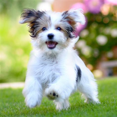 Scopriamo e vestiamo gli happy puppies! 5 Best Ways to Make Your Dog Happy | Greenfield Puppies