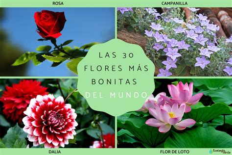 Las 30 Flores Más Bonitas Del Mundo Nombres Y Fotos